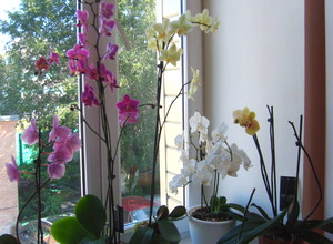 Орхидеи на балконе