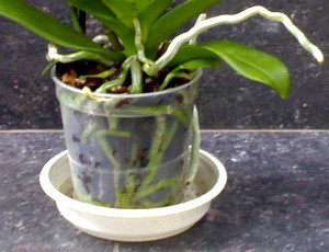 Орхидея в чаше для полива