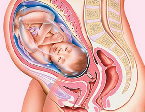 Строение женских органов во время беременности