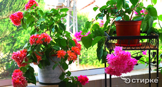цветы на балконе