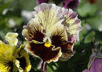 Цветок Хемалис Виола