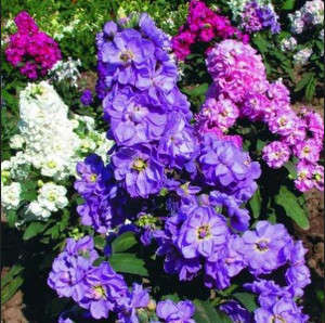 Фиолетовые цветы маттиолы