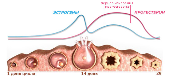 Гормоны