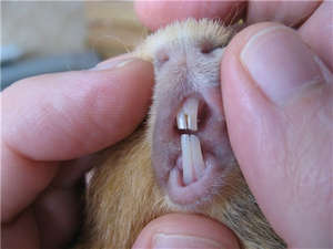Зубы морской свинки