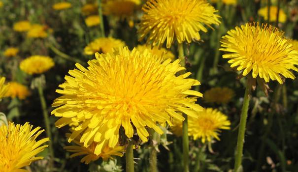 Полезные свойства одуванчика и его применение