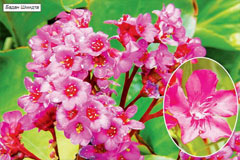 Бадан — растение, которое применяется в медицине