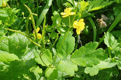 Травянистое растение «Чистотел»