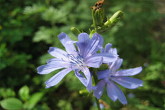 Цикорий — лекарственное растение