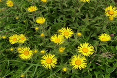 Девясил: полезные свойства, применение, противопоказания