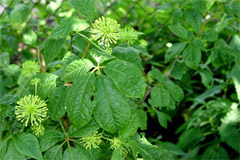 Элеутерококк в медицине