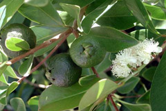 Эвкалипт в народной медицине