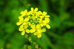 Растение горчица