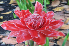 Имбирь лекарственный