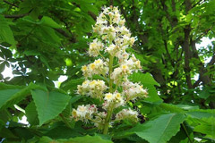 Каштан в медицине