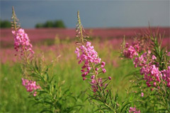 Полезные свойства, применение и противопоказания Кипрея