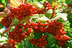 Лимонник — уникальное лекарственное растение