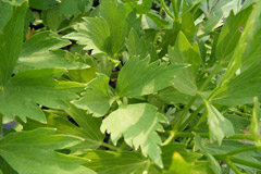 Травянистое растение Любисток, о его пользе, применении и противопоказаниях