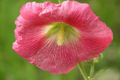 Польза и применение Мальвы в народной медицине