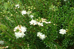 Мирт в народной медицине