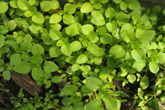 Мокрица (сорняк) в народной медицине