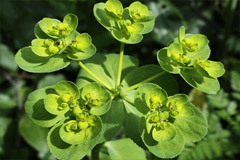 Молочай, применение в лечебных целях