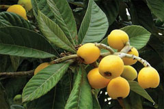 Мушмула японская