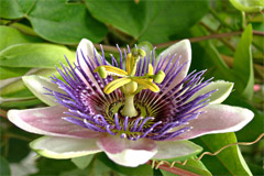 Применение пассифлоры и применение