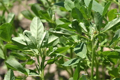 Однолетнее растение Пажитник