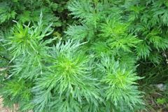 Полынь в народной медицине