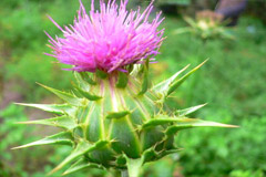 Расторопша — лечебное растение