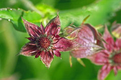 Сабельник в медицине