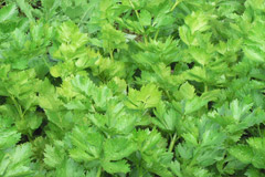 Сельдерей в народной медицине