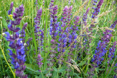 Шалфей — священная трава с лечебными свойствами