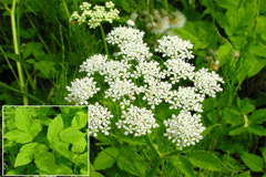 Сныть обыкновенная или снедь-трава