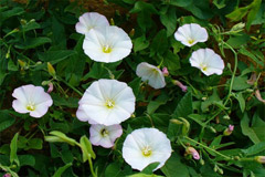 Вьюнок — применение и противопоказания