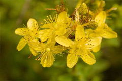 Полезные свойства, применение Зверобоя и его противопоказания