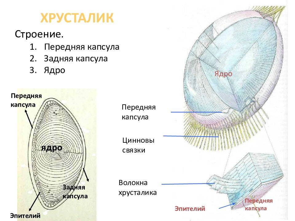 Строение д. Строение хрусталика глаза человека. Строение хрусталика глаза анатомия. Строение глазного хрусталика. Из чего состоит хрусталик.