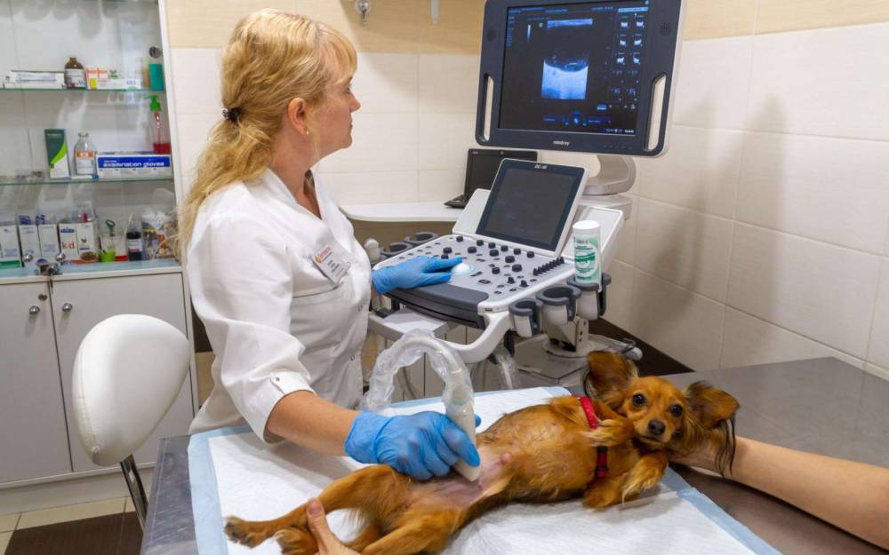 В каких случаях нашему питомцу нужна медицинская помощь? Ветеринарная клиника