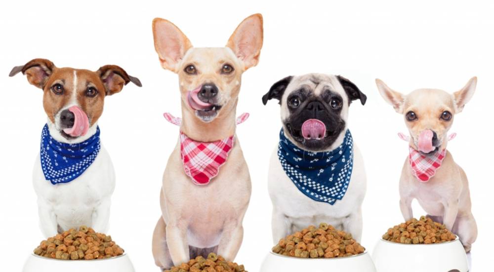 Как выбрать собачий корм. Основные сведения и рекомендации