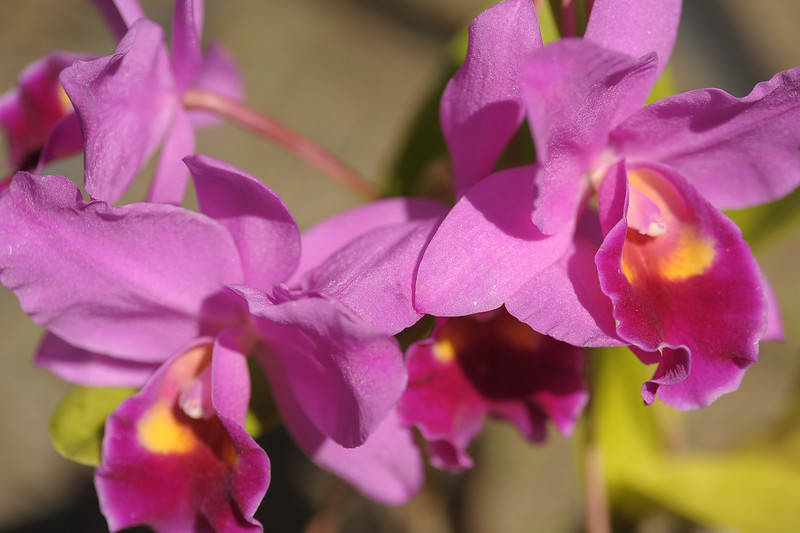 Орхидеи. Род Каттлея