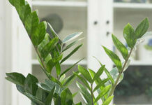 Как правильно ухаживать за цветком «женского счастья»