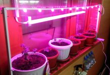 Чем полезна фитолампа для рассады земляники?