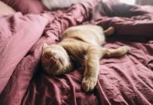 Комфортный сон: как он зависит от правильно подобранного матраса?