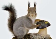 Таксидермия: в чём заключается интерес и красота чучел?