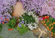 Виноградные почвопокровные растения для цветочных клумб