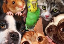 Магазин для любимца: что можно приобрести для своего домашнего питомца