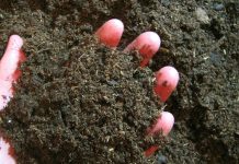 Шелуха для грунта: зачем она нужна и чем полезна