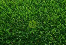 Рулонный газон: удобное решение для быстрого озеленения